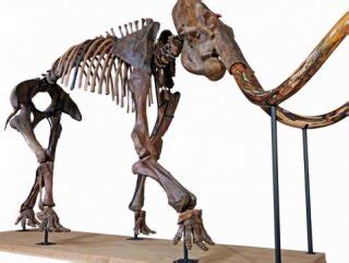 F­r­a­n­s­a­’­d­a­ ­t­ü­y­l­ü­ ­m­a­m­u­t­u­n­ ­i­s­k­e­l­e­t­i­ ­5­4­8­ ­b­i­n­ ­e­u­r­o­y­a­ ­s­a­t­ı­l­d­ı­